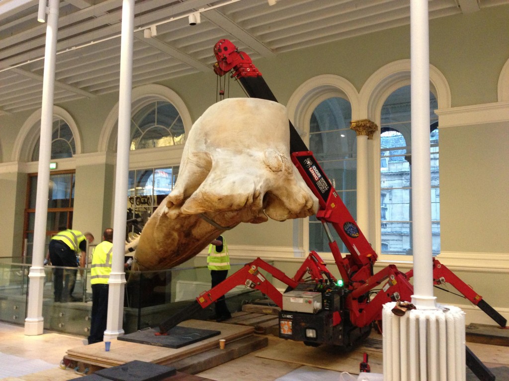 MINI CRANE LIFTS WHALE SKULL, MUSEUM OF SCOTLAND All Things Cranes