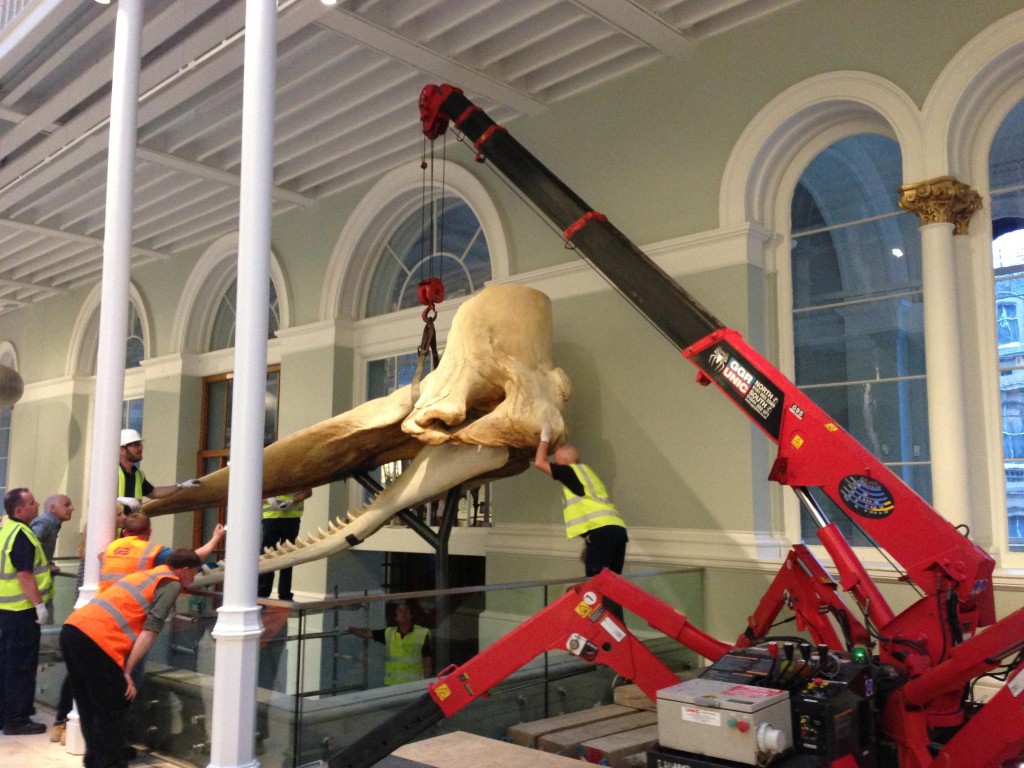 MINI CRANE LIFTS WHALE SKULL, MUSEUM OF SCOTLAND All Things Cranes
